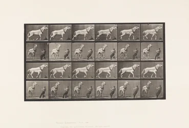Hauling; Man Pulling at Head; Light-Gray Mare