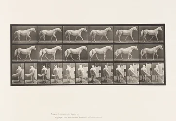 Walking; Free; Light-Gray Horse Eagle
