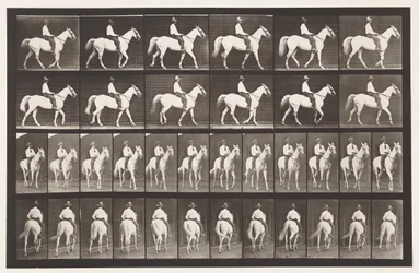 Walking; Saddle; White Horse Elberon, 1885