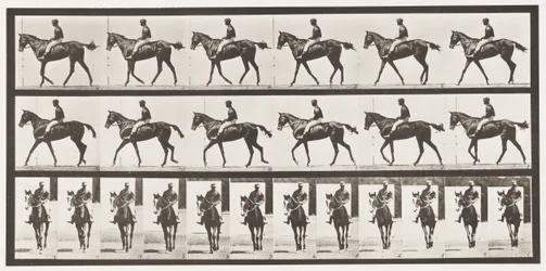 Walking; Saddle; Thoroughbred Bay Mare Annie G.