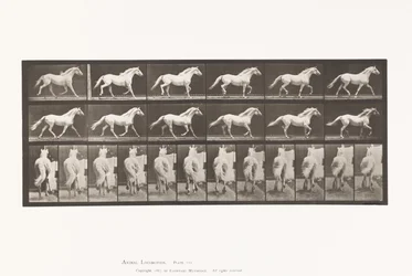 Trotting; Free; Light-Gray Horse Eagle (Plate 596)