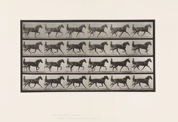Trotting; Sulky; Sorrel Mare, Flode Holden (Plate 608)