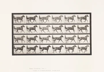 Plate 614. Trotting; Breaking to Gallop; Sorrel Mare Flode Holden