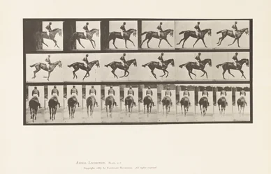 Canter; Saddle; Thoroughbred Bay Mare Annie 6 (Plate 620)