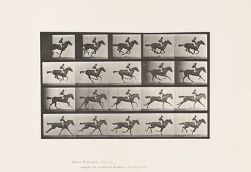 Plate 627. Gallop; Thoroughbred Bay Mare Annie G.
