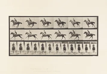 Gallop; Saddle; Thoroughbred Bay Horse Bouquet (Plate 632)