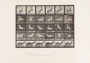 Horses Rearing