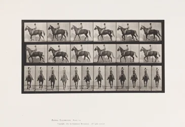 Plate 654. Walking; Saddle; Lame, Right Front Foot; Horse-Buckskin