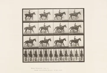 Walking; Saddle; Spavin, Right Hind Leg; Horse