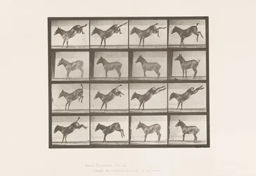 Plate 658. Mule; A, Kicking; B, Kicking
