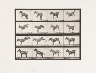 Mule; A, B, Bucking and Kicking; Ruth