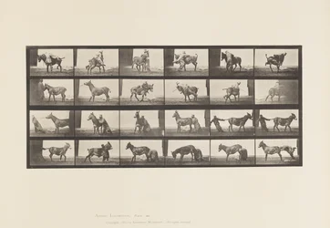Plate 662. Mule; A, B, A Refractory Animal Denver