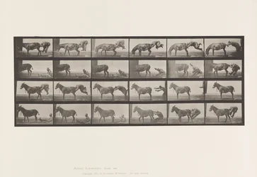 Plate 663. Mule; Refractory Animal Denver