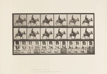 Plate 667. Ass; Walking; Saddle; A Boy Riding, Zoo