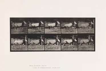 Plate 680. Oryx; Galloping