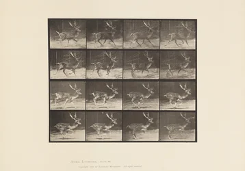 Plate 682. Fallow; Buck; A, Trotting; B, Galloping