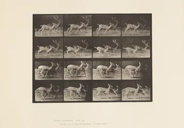 Plate 684. Fallow Deer; A, Buck and Doe; B, Two Does; Trotting