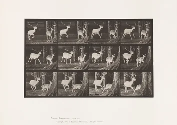 Fallow Deer; Buck and Doe; Galloping (Plate 686)