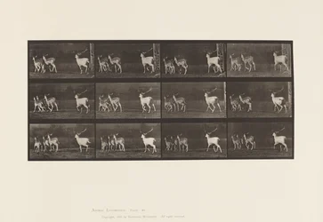 Fallow Deer; Buck and Group of Does; Galloping (Plate 687)