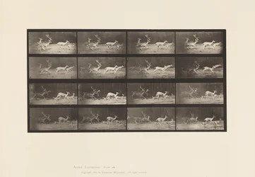 Plate 689. Fallow Deer; Buck and Group of Does; Galloping