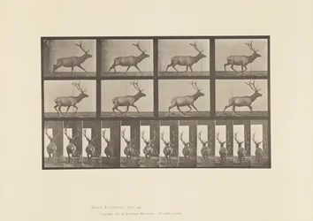 Plate 694. Elk; Galloping