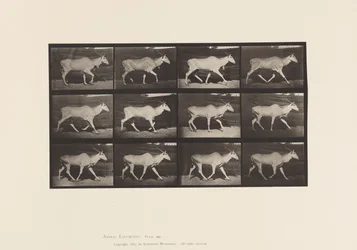 Plate 696. Eland; Trotting