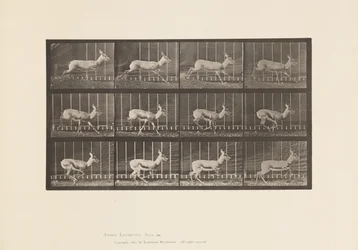 Plate 698. Antelope; Galloping