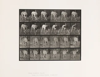 Plate 703. Dog; Walking; Interrupted Mastiff-Dread