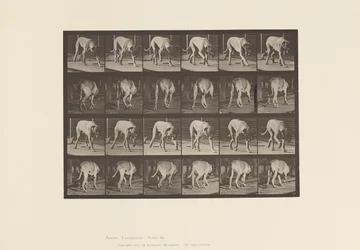 Plate 704. Dog; Walking; Mastiff