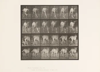 Plate 705. Dog; Trotting; Mastiff