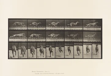 Plate 708. Dog; Galloping; Brown Racing Hound