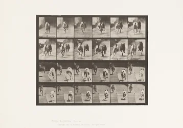 Dogs; Two Racing; A, B; Racing Hounds, Ike & Maggie (Plate 711)