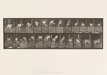 Plate 712. Dog; Jumping Hurdle; Mastiff, Dread