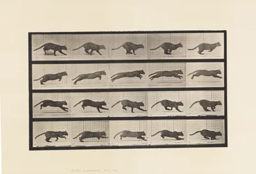 Plate 719. Cat; Galloping