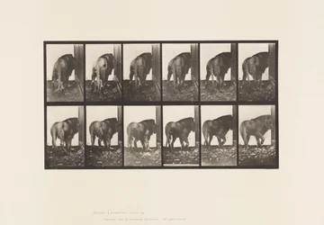Plate 724. Lion; Walking, Turning Around