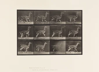 Plate 743. Guanaco; Galloping