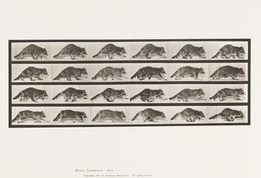 Plate 744. Raccoon; Walking; Change to Galloping