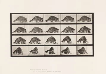 Plate 745. Raccoon; Walking; and Turning Around