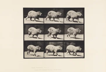 Plate 746. Capybara; Walking