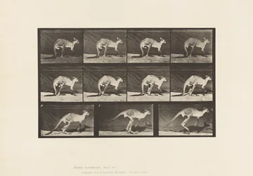 Kangaroo; Walking on All-Fours; Change to Jumping (Plate 751)