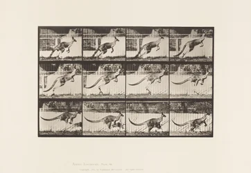 Plate 752. Kangaroo; Jumping