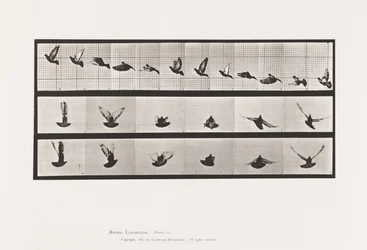 Plate 755. Pigeon; Flying