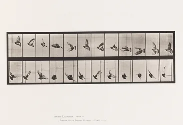 Pigeon; Flying