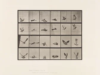 Pigeon; Flying (Plate 757)