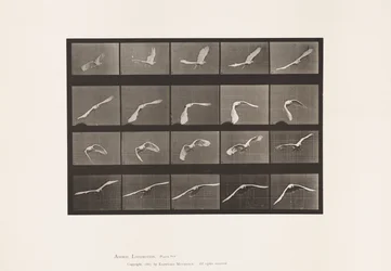 Plate 760. Cockatoo; Flying