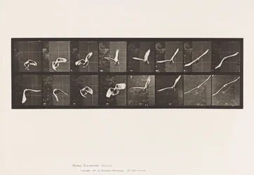 Cockatoo; Flying (Plate 761)