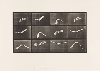 Cockatoo; Flying (Plate 762)