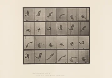 Plate 763. Red-Tailed Hawk; Flying