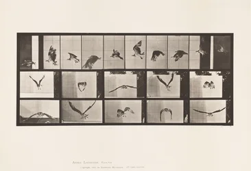 Plate 764. Fish Hawk; Flying
