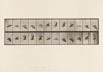 Vulture; Flying (Plate 766)